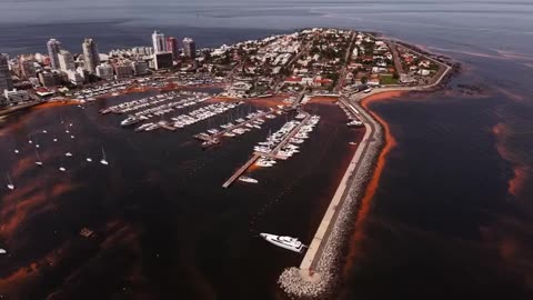 🌟🌌 Witness Bioluminescent Noctiluca in Uruguay! | FeedMyCuriosity
