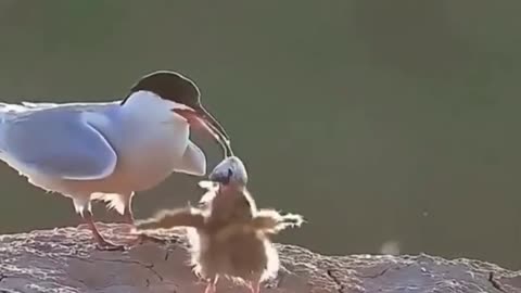 🐦🐟 Wait Till You See This Hungry Tern Try to Swallow a Fish That's Way Too Big! | FeedMyCuriosity