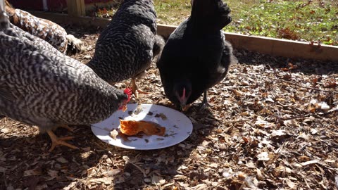 Sweet feathery faces feasting on yams.