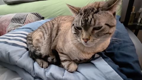 When a Cat Slow Blinks and Purrs: Pure Cozy Vibes