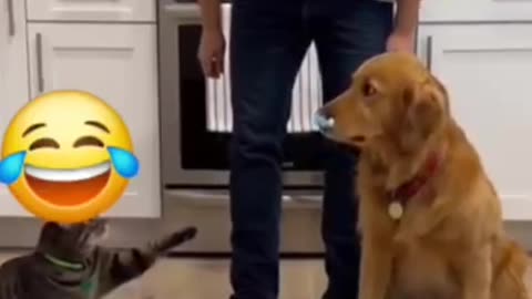 Marcia, he was the one who did all this, bad dog