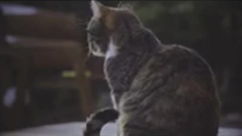 Kitten Magic: The Cuteness Overload of Cats & Kittens