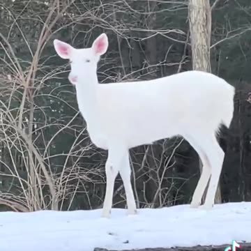 White deer caught in a magical moment...