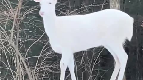 White deer caught in a magical moment...