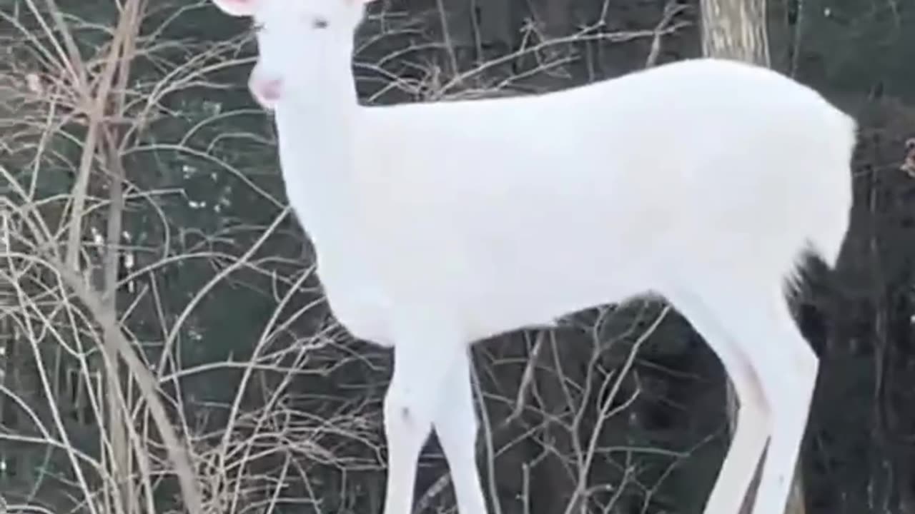 White deer caught in a magical moment...