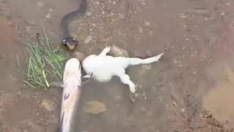 Funny videos of frogs and 🐍 snake 😅