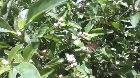 Butterfly walks among the leaves and plants during the afternoon sun [Nature & Animals]