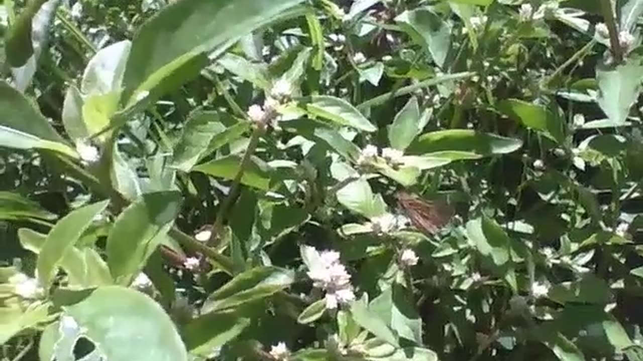 Butterfly walks among the leaves and plants during the afternoon sun [Nature & Animals]