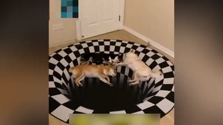 Trending: A 3D rug that fools the dogs…