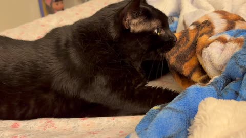 Cute Precious Piper Pretends to Be a Kitten - My Adopted Shelter Cat Vlog