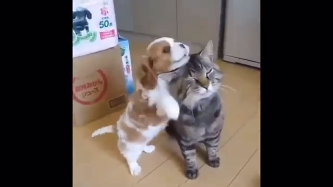 Funny Cute Dog & Cat - Try Not To Laugh...
