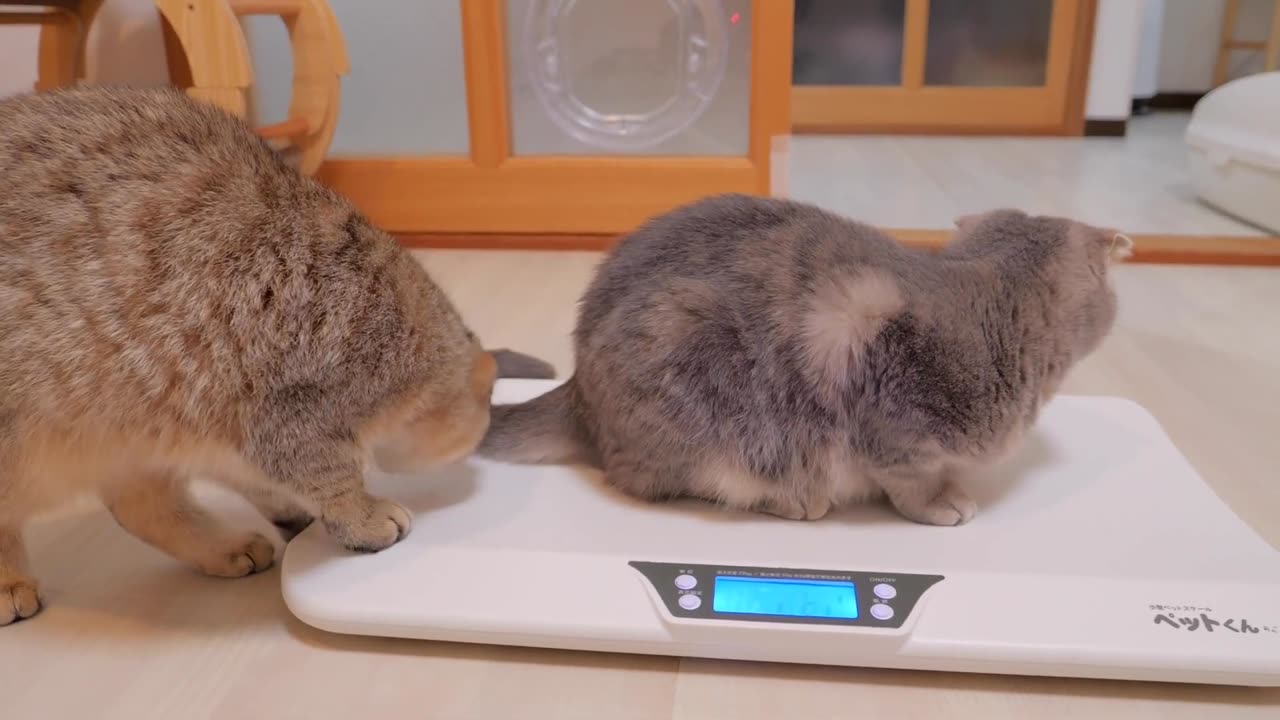 This adorable kitten family can_t hide their shock at how much weight they_ve gained_