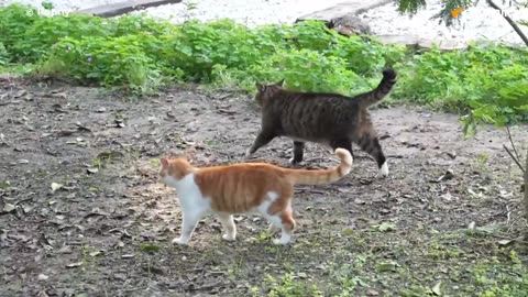😻🌴 China's First Cat Paradise: Where Stray Animals Rule! | FeedMyCuriosity
