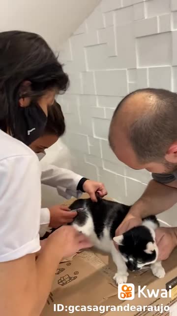 gato tomando vacina.mp4