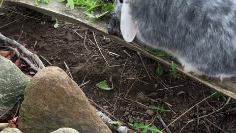 My Bunny's Cheeky Stare-Down Challenge You! 👀🐰