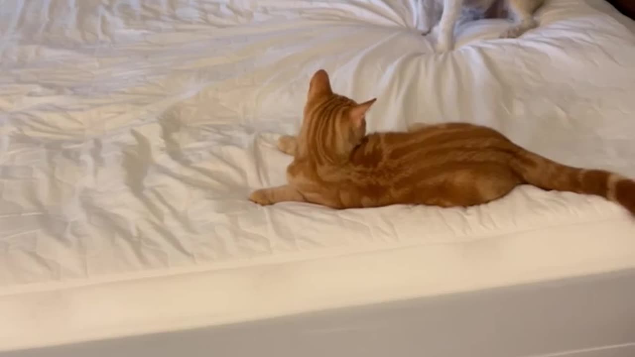 😂🤣 Every Time I Try and Change the Sheets on the Bed | FunFM
