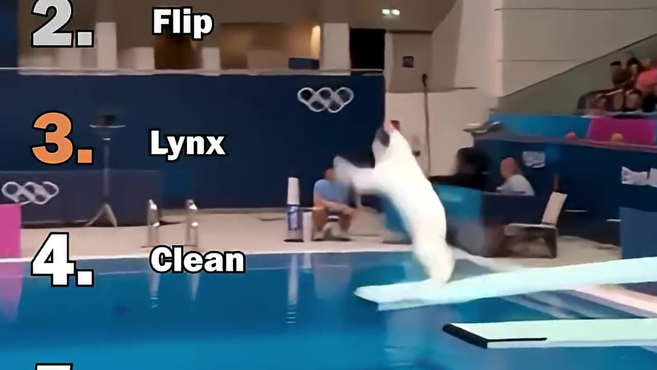 Ranking best ai catsOlympic Diving Moments