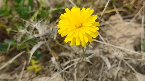 Yellow flowers