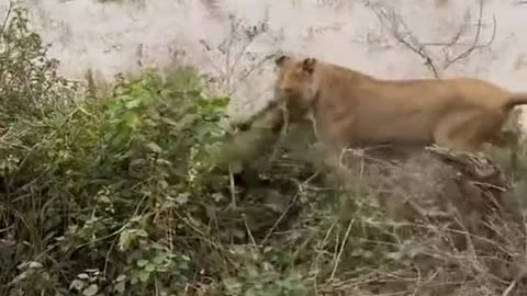 Lioness hunts baboon