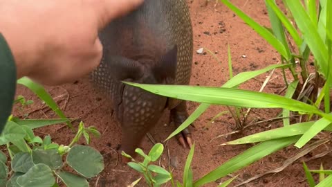 Motorist saves family of armadillos on the road