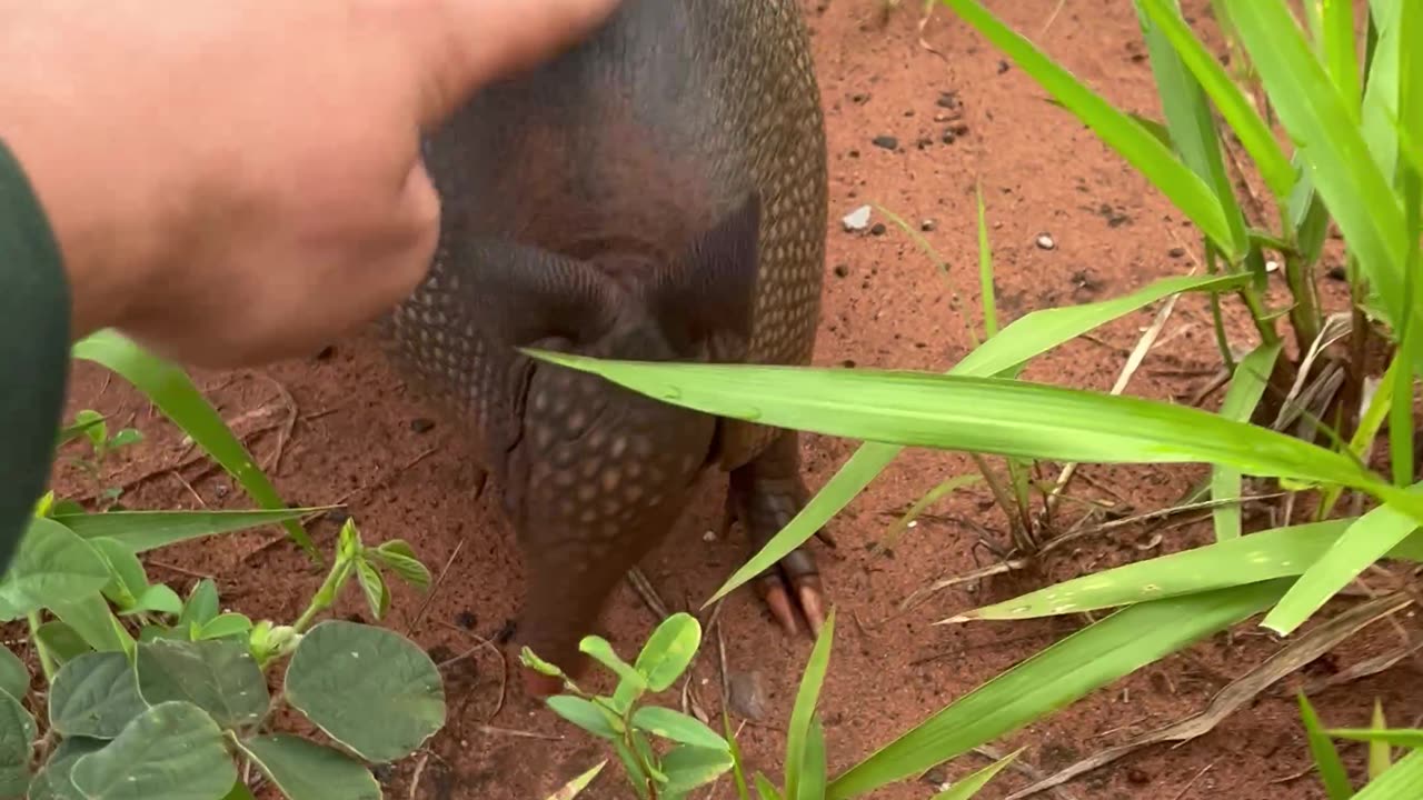 Motorist saves family of armadillos on the road