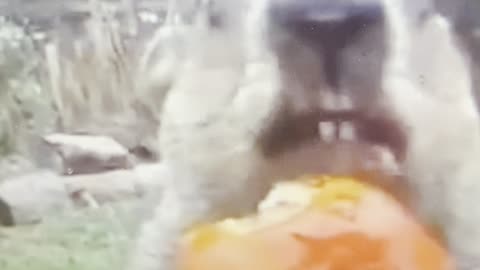 #Funny animal eating