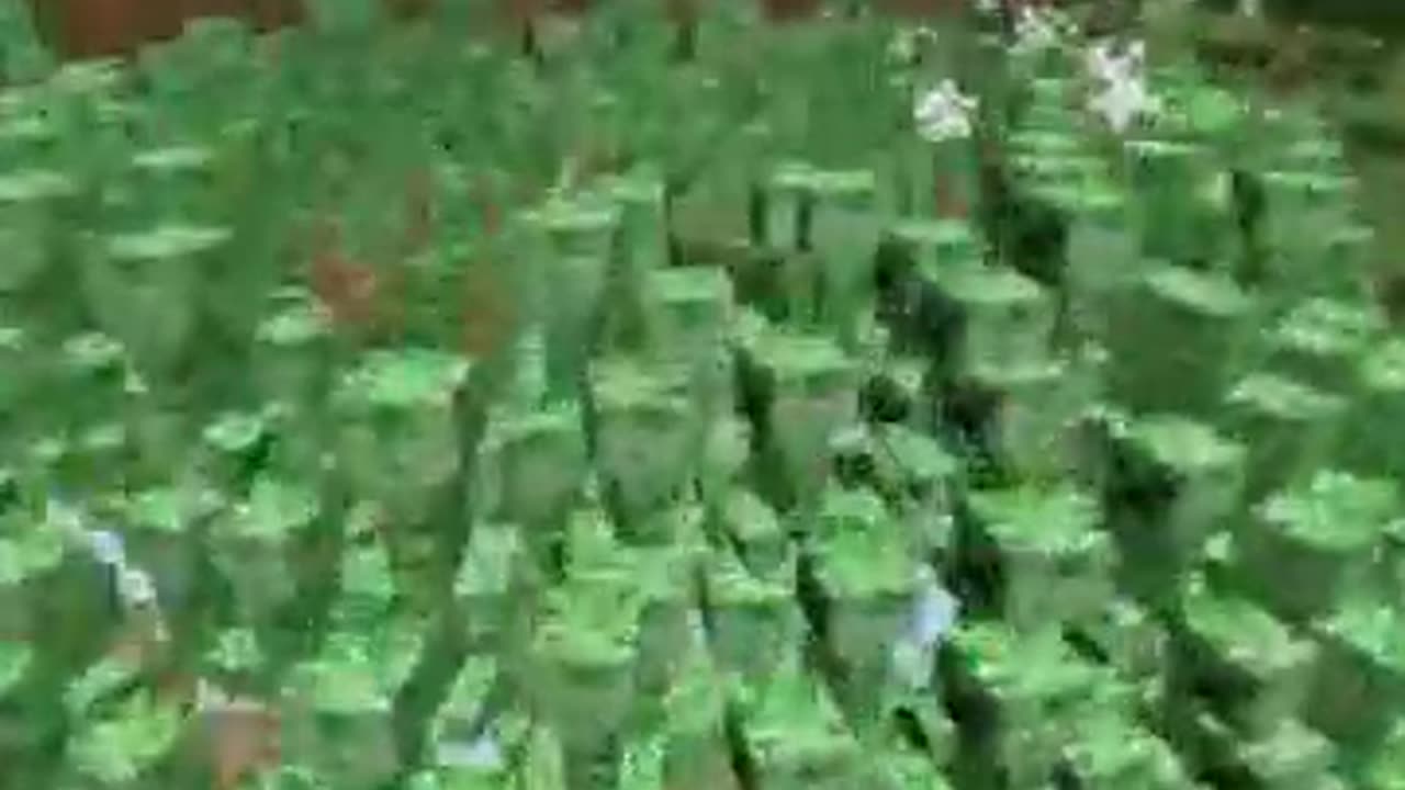 Creeper Craze Vid