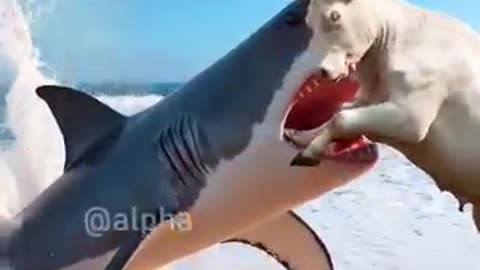 Angry shark attack on baby calf