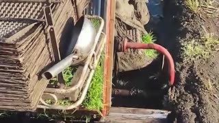 Planting multiple rice seedlings at once!.hd