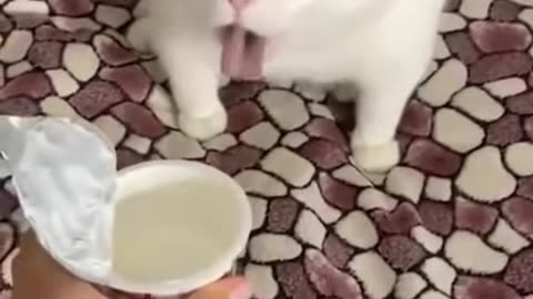 Wite Cat Reaction On Food🥰😱 Cute Pets 🥰cats🥰#shorts #cat