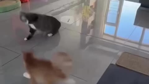 You'll Never Guess Who Won This Insane Cat Fight