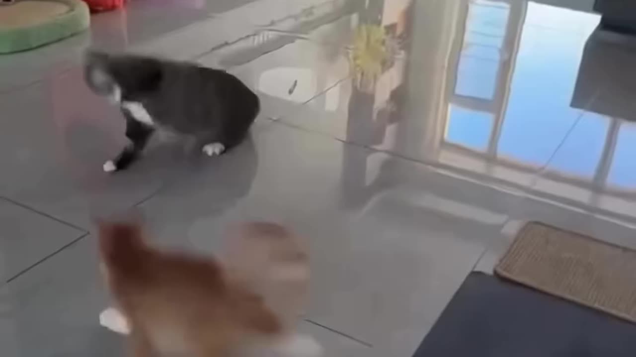 You'll Never Guess Who Won This Insane Cat Fight
