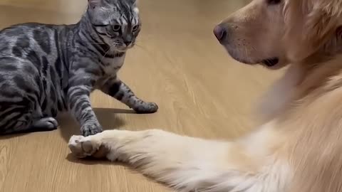 funny cat