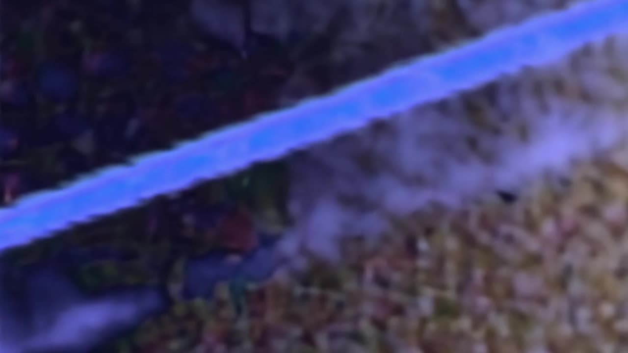 WAV - False Start Up Down