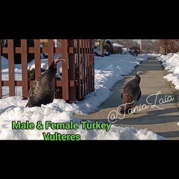 BREAKING NEWS: NATURE M & F TURKEY VULTURES