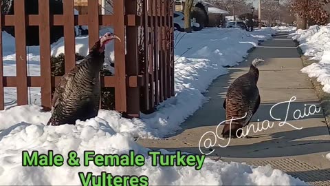 BREAKING NEWS: NATURE M & F TURKEY VULTURES