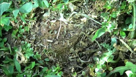 Trapdoor Spider Snatches Something Juicy