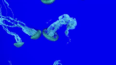 Ripley's Aquarium of Canada, Relaxing Jellyfish🪼