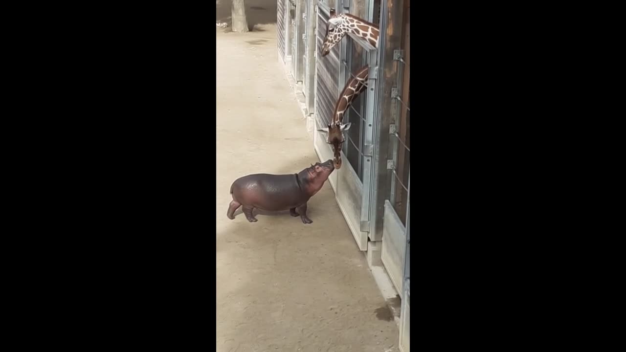 THERE IS STILL FRIENDSHIP IN THE ANIMAL WORLD
