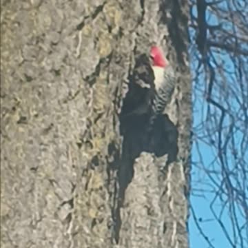 Woodpecker queens.