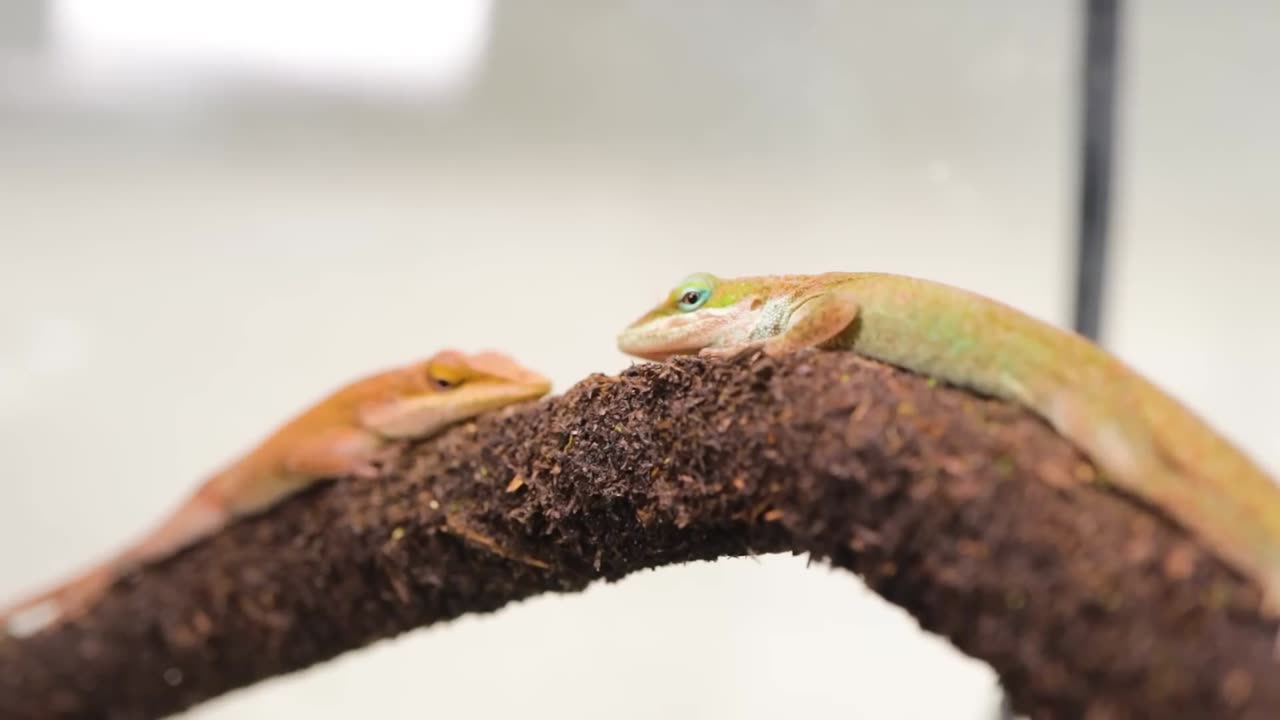 Simulating a Rainforest for 30 Days🎬❤️⏰👨‍👨‍👧‍👧