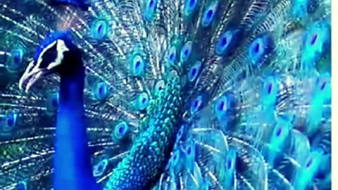 Beautiful peacock🦚-