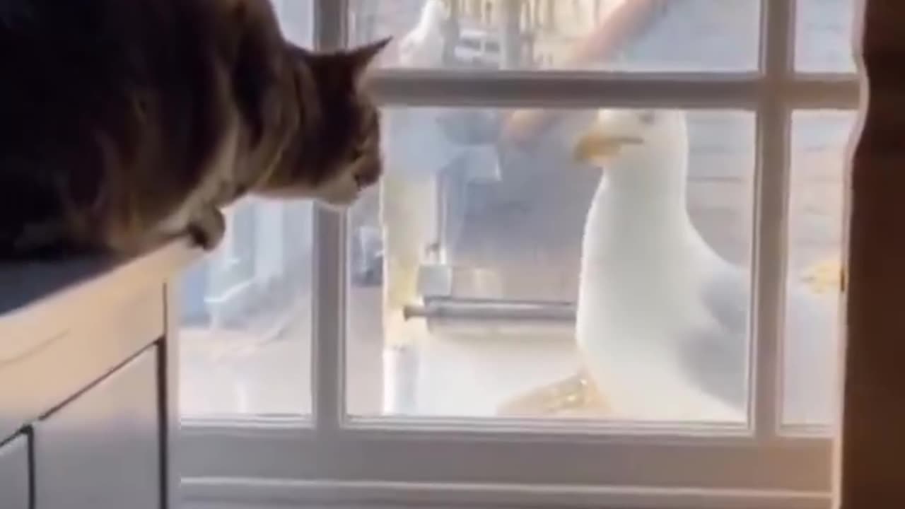 cat having a full-on conversation with a seagull