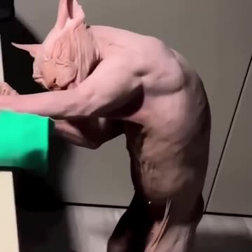 Insane Talents You Won’t Believe Exist 😳 Fail compilation? Viral Clips Compilation! 08