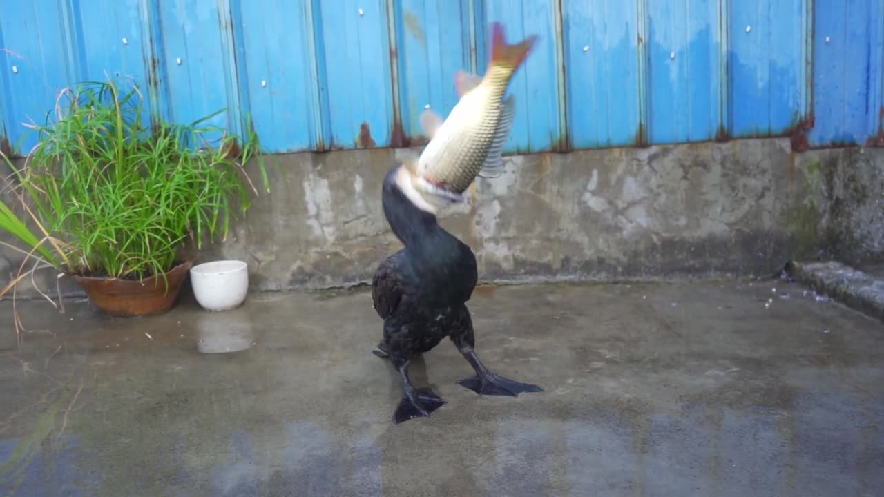 Cormorant swallows 50cm fish in seconds