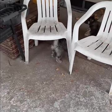 #dogs #pets #puppy #puppies #life