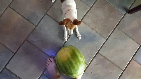 Jack Russel Terrier vs Watermelon