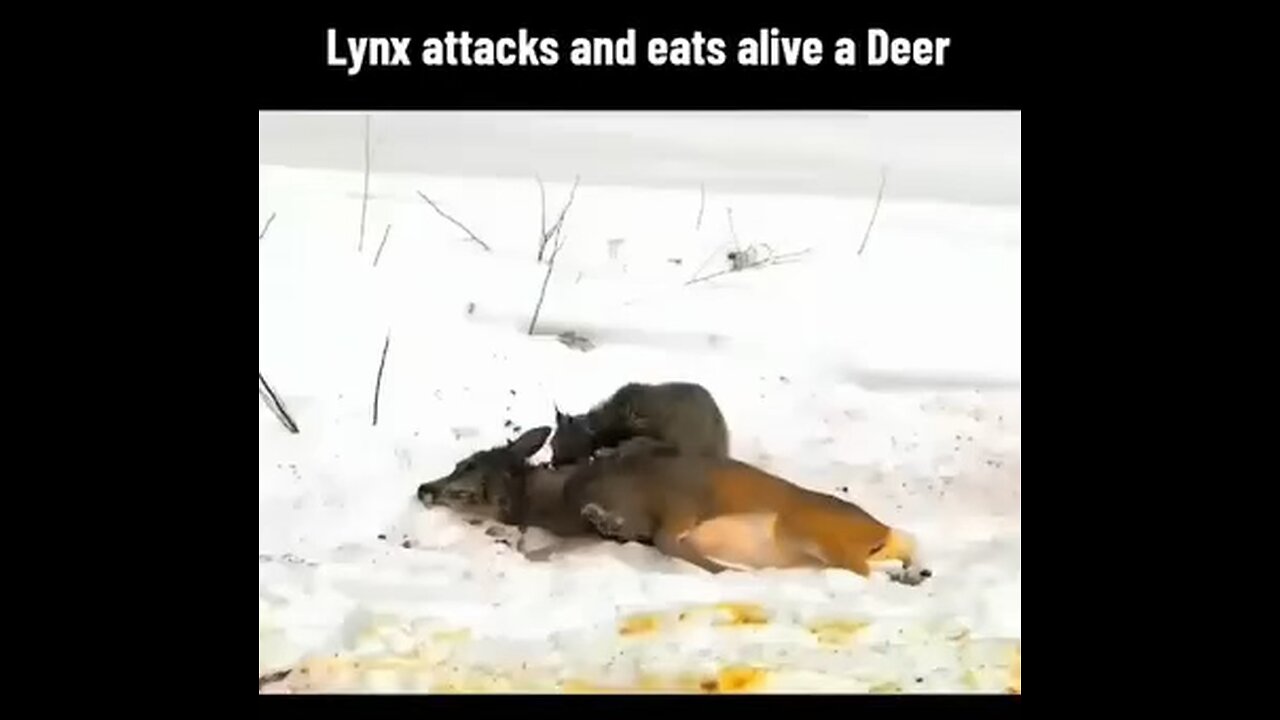 Attack to beer