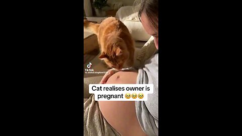 Cat Realizes Owner Is Pregnant
