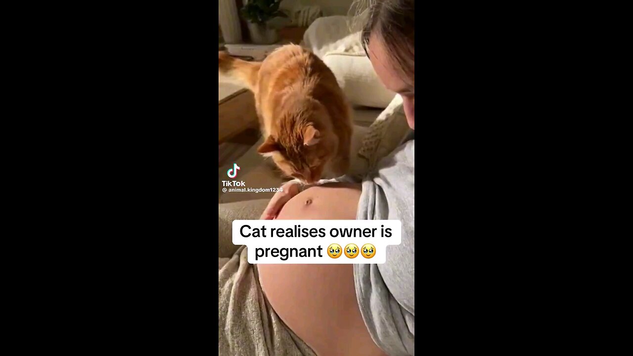 Cat Realizes Owner Is Pregnant
